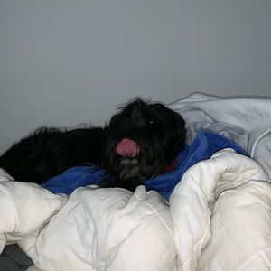 Meet your Posher, Alice